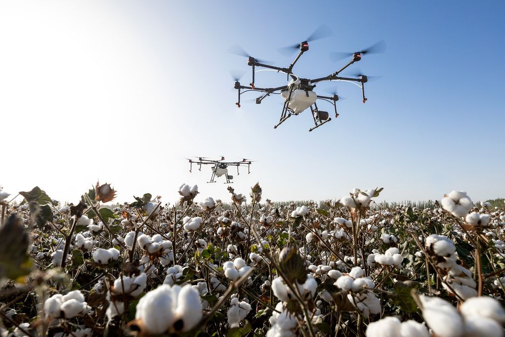 Drony lecą nad polem bawełny