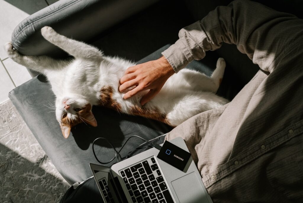 ramię mężczyzny pieszczące brzuch ładnego kota, kawałek otwartego laptopa