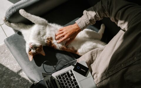 ramię mężczyzny pieszczące brzuch ładnego kota, kawałek otwartego laptopa